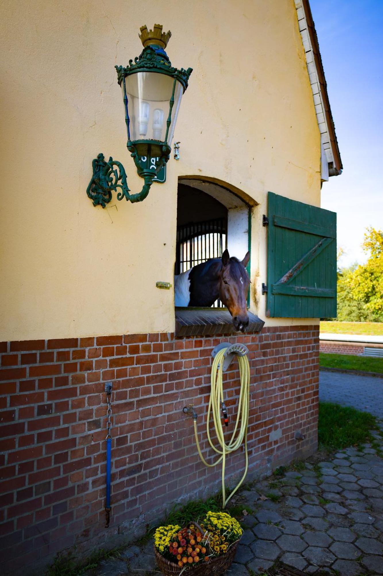Fewo Mit Pferdeboxen, Paddock Und Weide In Der Lueneburger Heide Apartment Vierhofen Exterior photo